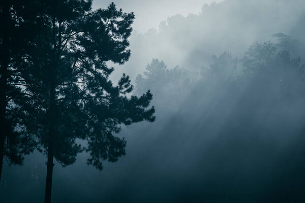 Beautiful pine trees on background high mountains.