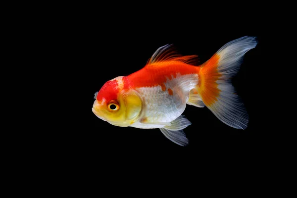 Goldfish Isolado Fundo Preto Escuro — Fotografia de Stock