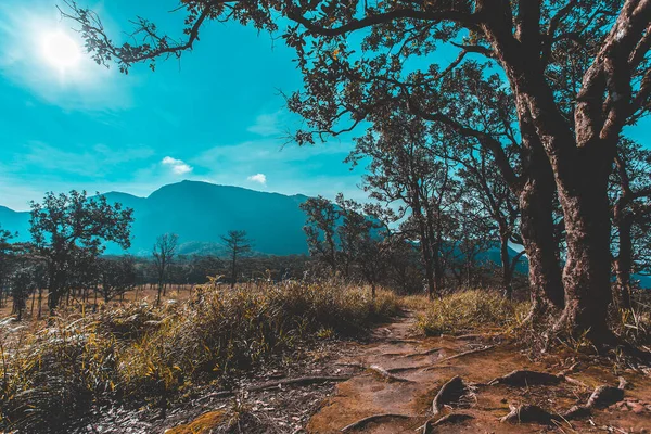 Pinus mugo - It is also known as creeping pine, dwarf mountain pine, mugo pine — Stock Image Pinus Mugo Also Known Creeping Pine Dwarf Mountain Pine Mugo Royalty Free Stock Photos