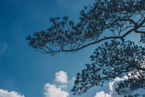 Pinus mugo - It is also known as creeping pine, dwarf mountain pine, mugo pine — Stock Image Pinus Mugo Also Known Creeping Pine Dwarf Mountain Pine Mugo Royalty Free Stock Photos