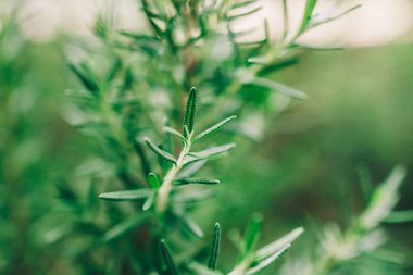 Taze Rosemary Herb dışarıda yetişiyor. Biberiye yaprakları Yakın plan.