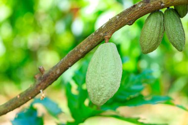 Kakao Ağacı (Theobroma kakaosu). Doğada organik kakao meyve kabukları.