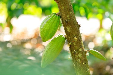 Kakao Ağacı (Theobroma kakaosu). Doğada organik kakao meyve kabukları