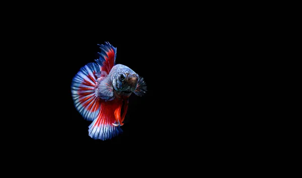 Betta Fisk Siamesiska Bekämpa Fisk Betta Splendens Isolerad Svart Bakgrund — Stockfoto