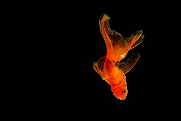 Poissons Rouges Isolés Sur Fond Noir Foncé — Photo