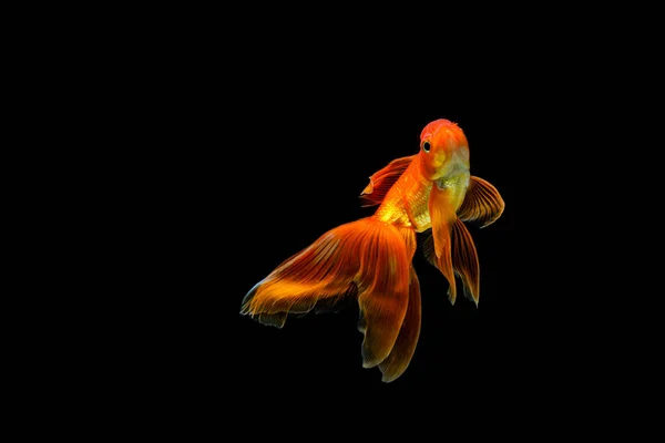 Kultakala Eristetty Tummalla Mustalla Pohjalla — kuvapankkivalokuva