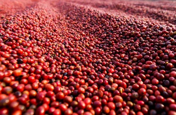 コーヒー豆は太陽の下で乾燥する コーヒー農園のコーヒー農園 — ストック写真