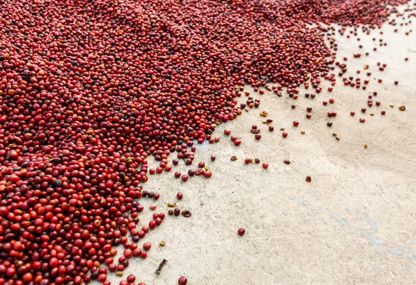 Grãos Café Secando Sol Plantações Café Fazenda Café — Fotografia de Stock