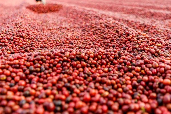 Suszenie Ziaren Kawy Słońcu Plantacje Kawy Farmie Kawy — Zdjęcie stockowe