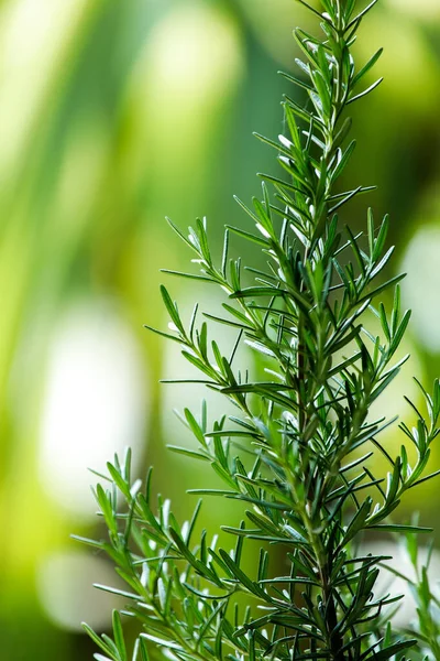 Fresh Rosemary Herb Grow Outdoor Rosemary Leaves Close — Stock Photo, Image