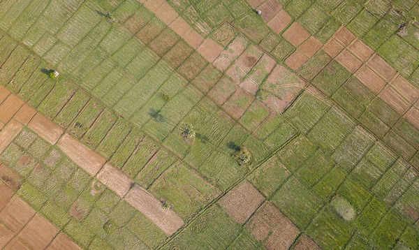 Rice Terrace Aerial Shot Image Beautiful Terrace Rice Field — Stock Photo, Image