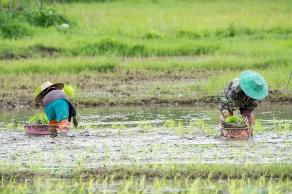 Los Agricultores Asiáticos Trasplantan Plántulas Arroz Campo Arroz Farmer —  Fotos de Stock