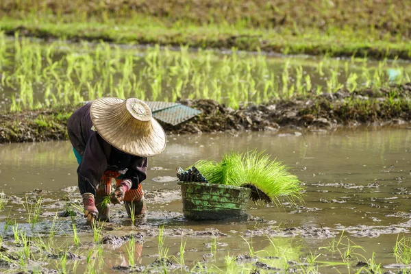 Los Agricultores Asiáticos Trasplantan Plántulas Arroz Campo Arroz Farmer —  Fotos de Stock