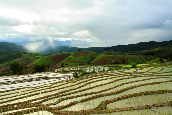 Rýžová Pole Terase Chiang Mai Thajsko — Stock fotografie