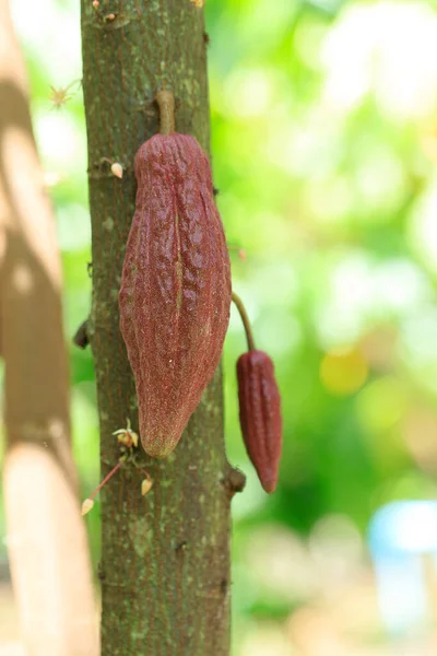 Árbol Del Cacao Theobroma Cacao Vainas Cacao Ecológico Naturaleza — Foto de Stock