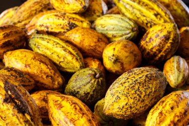 Tahta bir yüzeyde kakao çekirdeği ve kakao kabuğu..