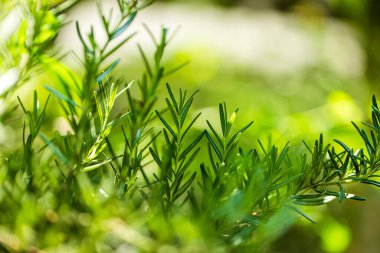 Taze Rosemary Herb dışarıda yetişiyor. Biberiye yaprakları Yakın plan.