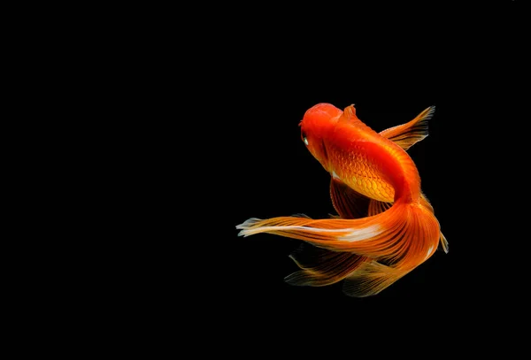 Goldfish Isolado Fundo Preto Escuro — Fotografia de Stock