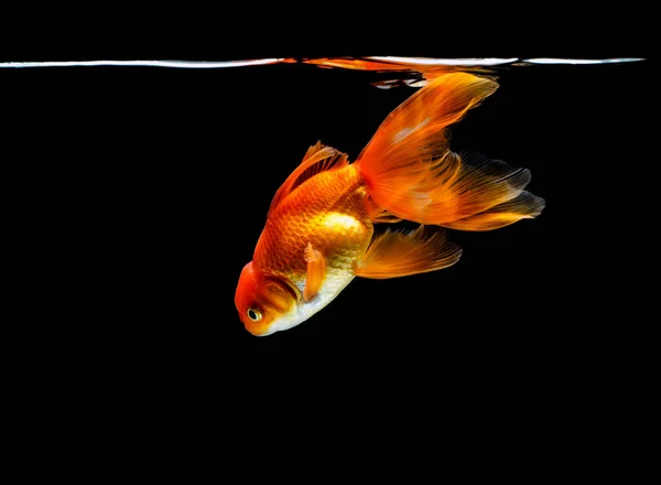 Goldfish Isolado Fundo Preto Escuro — Fotografia de Stock