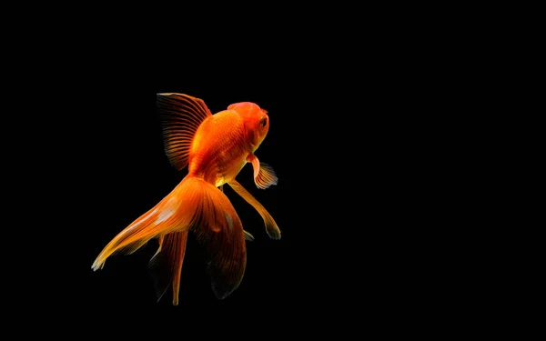 Goldfish Isolado Fundo Preto Escuro — Fotografia de Stock