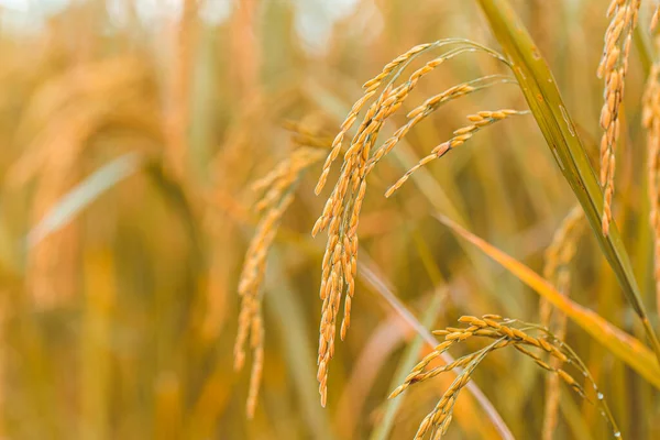 Sarı Yeşil Pirinç Tarlasını Kapatın — Stok fotoğraf
