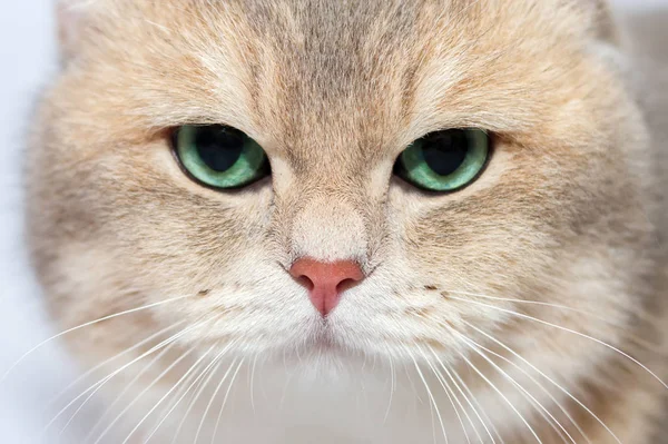 Глаза котов: закройте британскую золотую шиншиллу зеленым Стоковое Фото