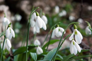 Bahar ormandaki ilk kardelen