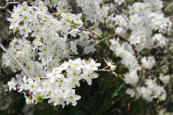 Flores de cerezo en el jardín de primavera — Foto de Stock
