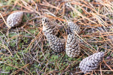 İğne yapraklı orman. Ormanda diken diken. Yosun