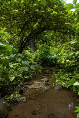 Orman manzarası, Tumpak Sewu Şelalesi, Doğu Java, Endonezya.