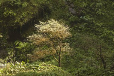 Doğu Java, Endonezya 'da Tumpak Şelaleleri' nin dibinde yalnız bir ağaç yetişiyor..