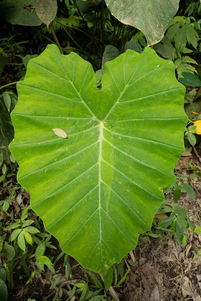 Ein Riesiges Herzförmiges Blatt Der Art Colocasia Esculenta Wächst Auf — Stockfoto