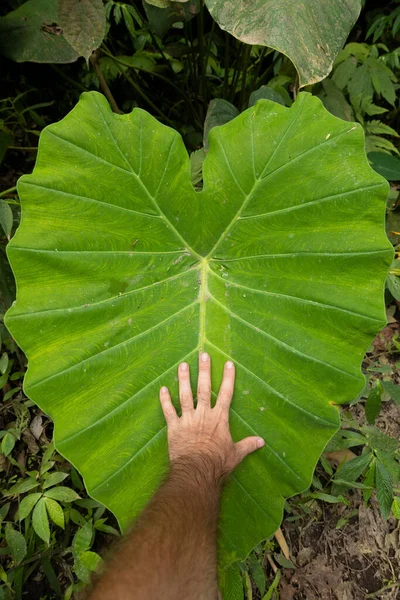 Comparando Mano Sobre Una Enorme Hoja Forma Corazón Especie Colocasia — Foto de Stock