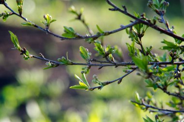 tomurcuklu yeşil dal