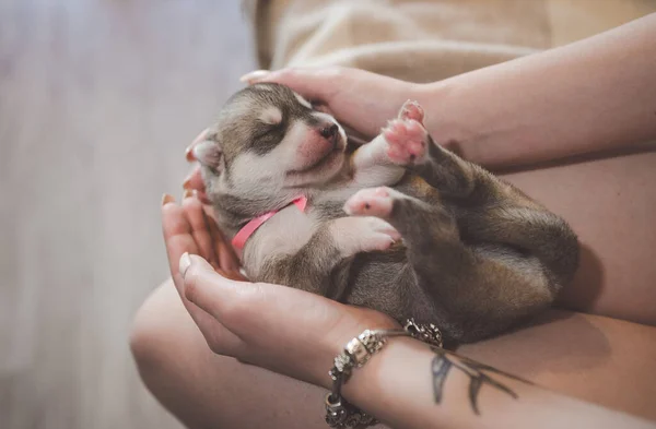 husky puppy sleeping on the hands