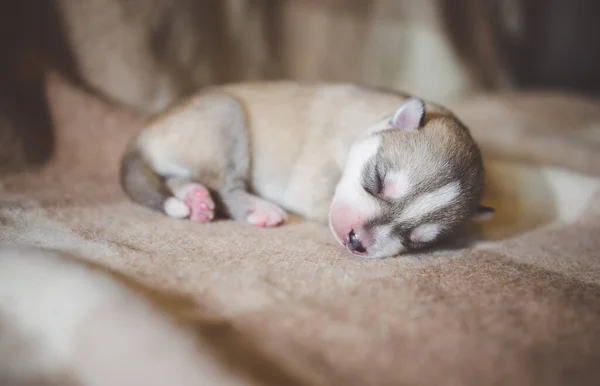 Husky Cachorro Durmiendo Acurrucado — Foto de Stock