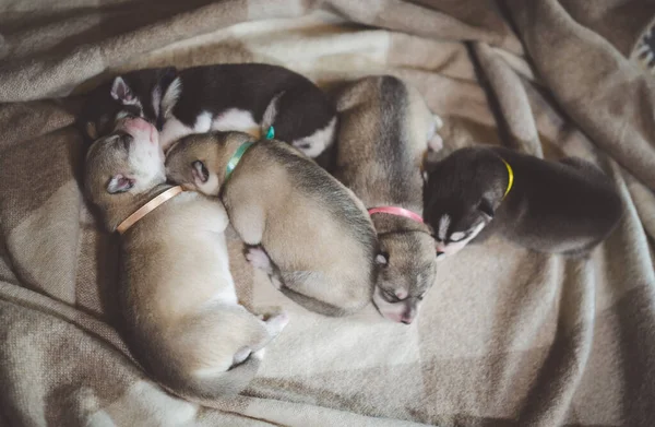 Five Husky Puppies Sleeps Together — Stock Photo, Image