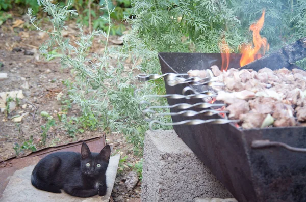 Kotek Czeka Shish Kebab — Zdjęcie stockowe