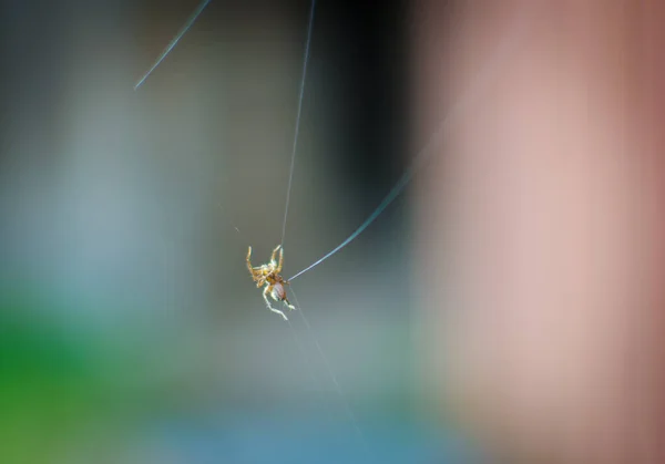 Spinne Hängt Netz — Stockfoto