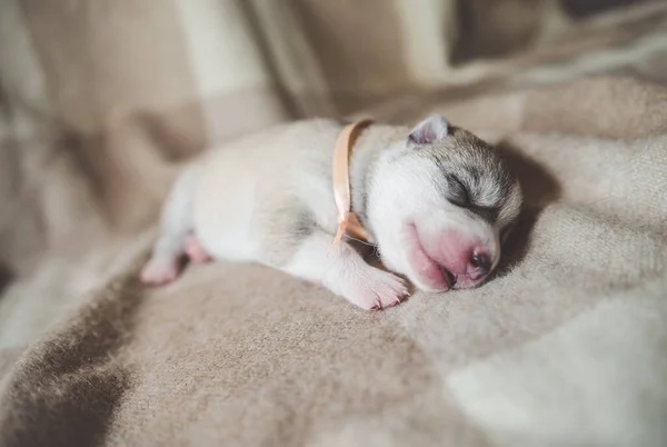 Husky Puppy Sleeping Hands — Stock Photo, Image