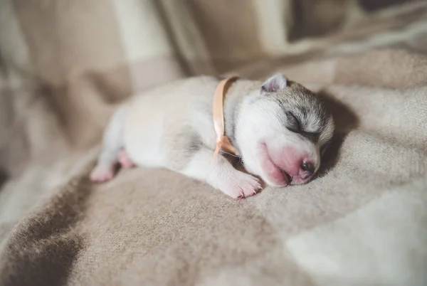 Husky Puppy Slapen Handen — Stockfoto