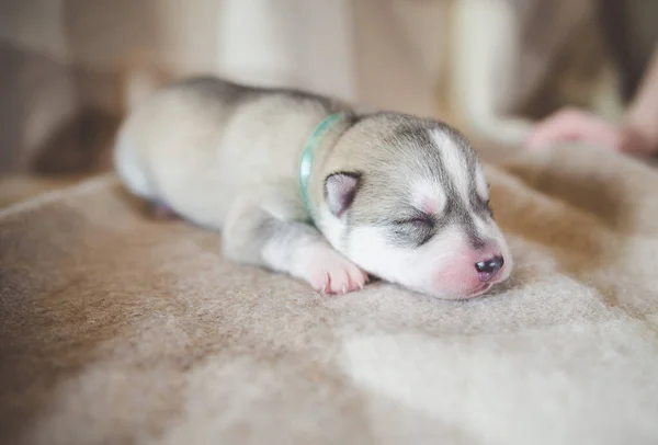 Husky Cachorro Durmiendo Las Manos — Foto de Stock