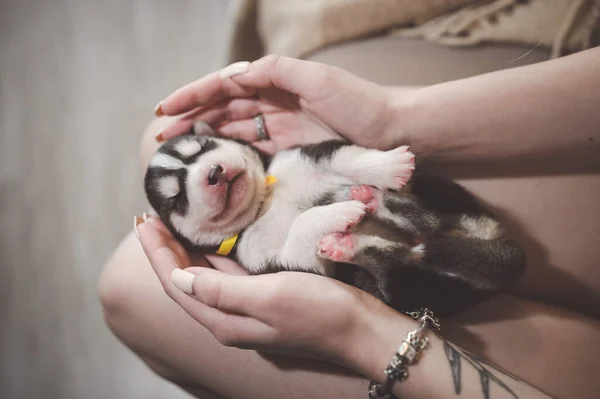 Husky Puppy Sleeping Hands — Stock Photo, Image