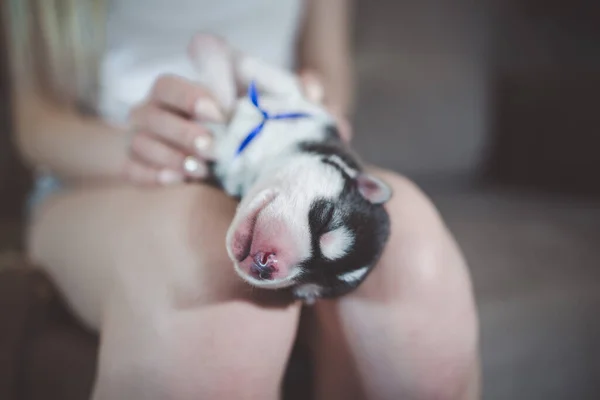 Husky Cachorro Durmiendo Las Manos — Foto de Stock