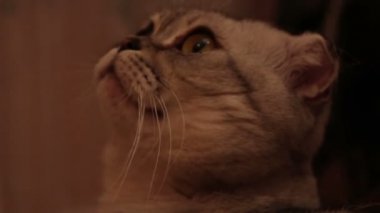 İskoç soyundan gri bir kedinin yakın plan yüzü büyük kahverengi gözlü. İskoç soyunun gri kedisi bir kanepede yatıyor..