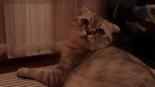 Großaufnahme Gesicht Einer Grauen Katze Schottischer Rasse Mit Großen Braunen — Stockvideo