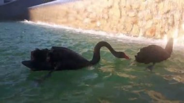 Siyah kuğu çifti gölette yüzer. Siyah kuğular gölette yüzer. Siyah kuğular yiyecek aramak için dalarlar..