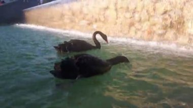 Siyah kuğular gölette yüzer. Siyah kuğuları seven bir çift gölette yüzer. Siyah kuğular yiyecek aramak için dalarlar..