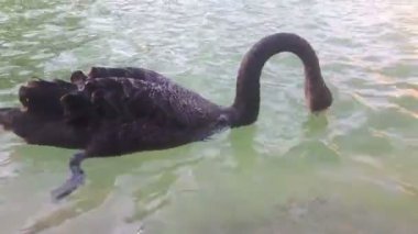 Siyah kuğu çifti gölette yüzer. Siyah kuğular gölette yüzer. Siyah kuğular yiyecek aramak için dalarlar..