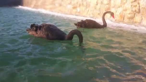 黑天鹅在池塘里游泳 可爱的一对黑天鹅在池塘里游泳 黑天鹅潜水寻找食物 — 图库视频影像